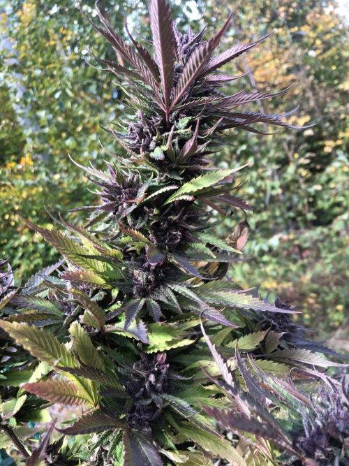 Unknown/GDP?. Week 16 - The largest buds I have ever grown and I still don’t know what strain it was.