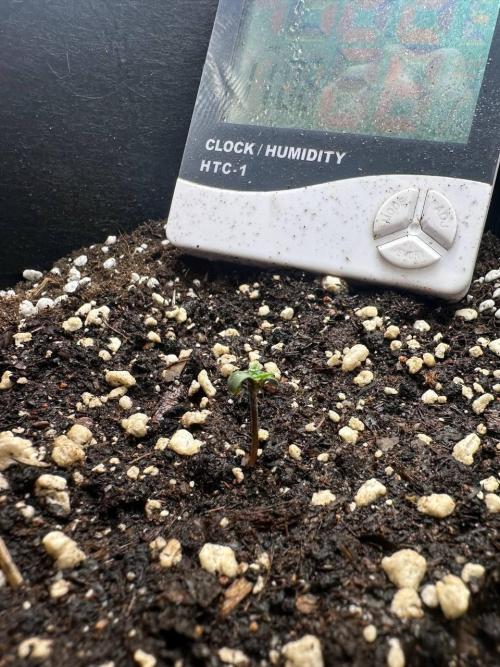 Northern Sun and Fast Buds. Week 1 - 28.6 FB
