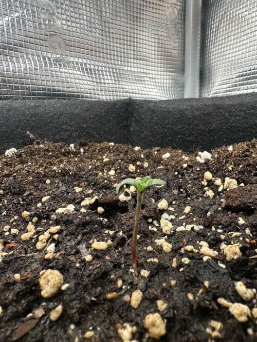 Northern Sun and Fast Buds. Week 1 - 28.6 NS