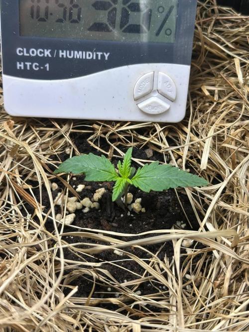 Northern Sun and Fast Buds. Week 1 - 4.7 FB