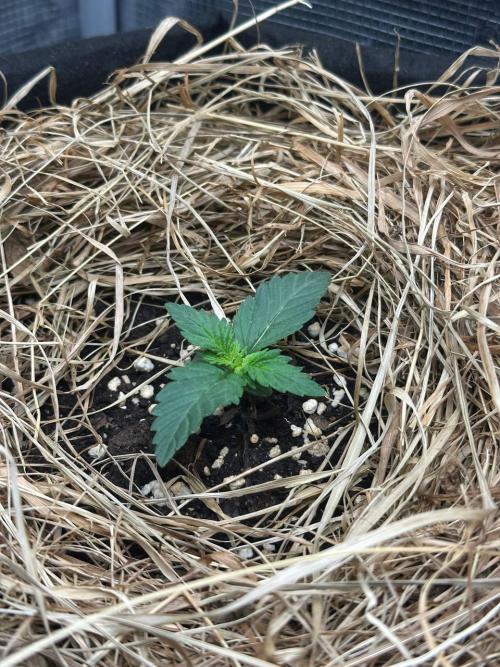 Northern Sun and Fast Buds. Week 1 - 4.7 NS