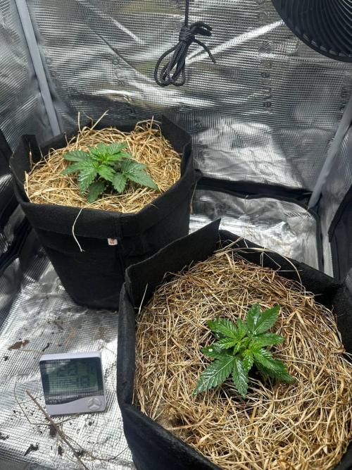 Northern Sun and Fast Buds. Week 2 - 10.7 The top one is Northern Sun, and the bottom one is Fast Buds.
