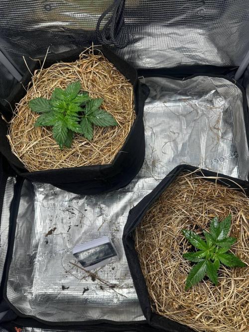Northern Sun and Fast Buds. Week 2 - 10.7 The top one is Northern Sun, and the bottom one is Fast Buds.