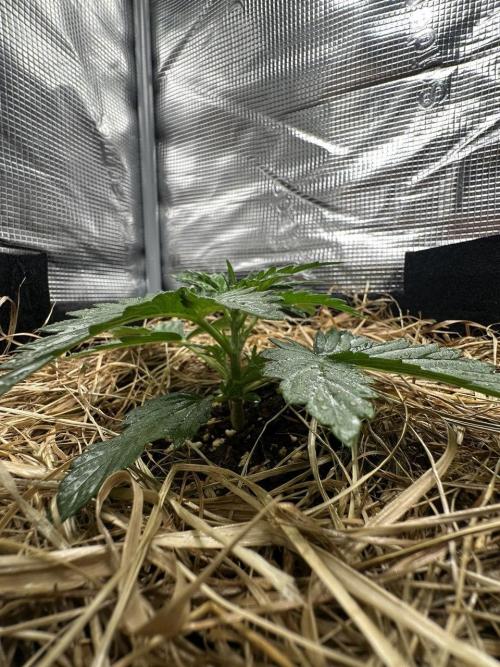 Northern Sun and Fast Buds. Week 2 - 10.7 Northern Sun is growing very vigorously.