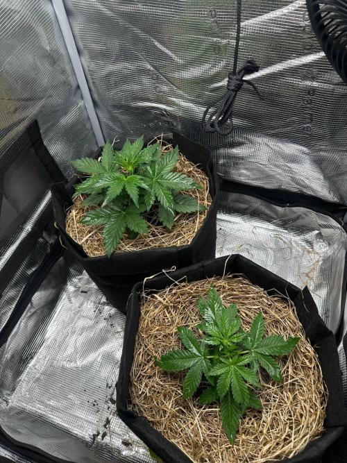 Northern Sun and Fast Buds. Week 3 - 14.7 The top one is Northern Sun, and the bottom one is Fast Buds.
