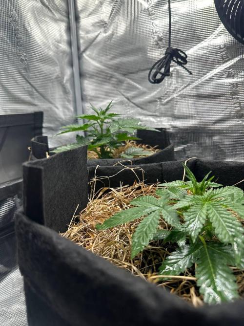 Northern Sun and Fast Buds. Week 3 - 14.7  