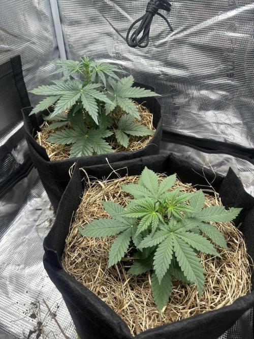 Northern Sun and Fast Buds. Week 3 - 16.7 The top one is Northern Sun, and the bottom one is Fast Buds.
