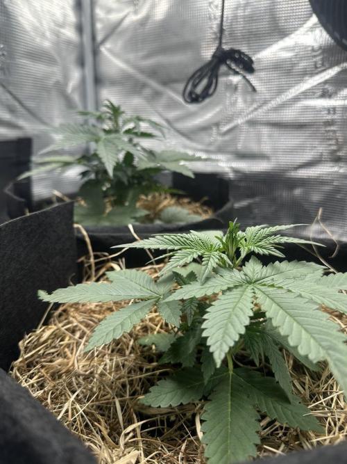 Northern Sun and Fast Buds. Week 3 - 16.7 The top one is Northern Sun, and the bottom one is Fast Buds.
