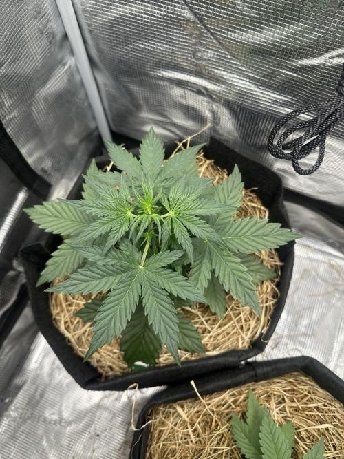 Northern Sun and Fast Buds. Week 3 - 16.7 Northern Sun 