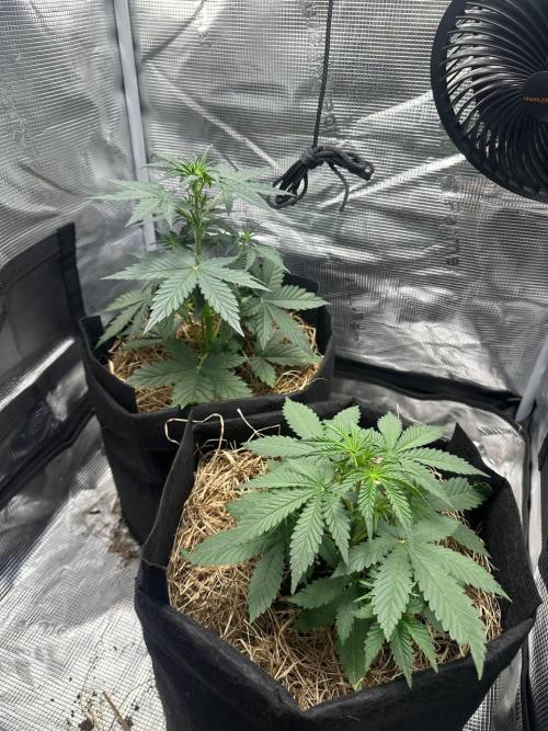 Northern Sun and Fast Buds. Week 3 - 18.7 The top one is Northern Sun, and the bottom one is Fast Buds.
