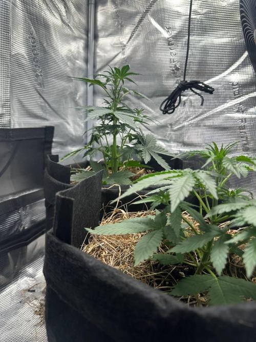 Northern Sun and Fast Buds. Week 3 - 18.7 The top one is Northern Sun, and the bottom one is Fast Buds.
