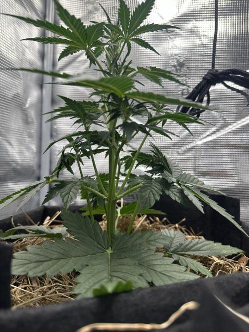 Northern Sun and Fast Buds. Week 3 - 18.7 Northern Sun 