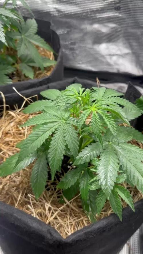 Northern Sun and Fast Buds
