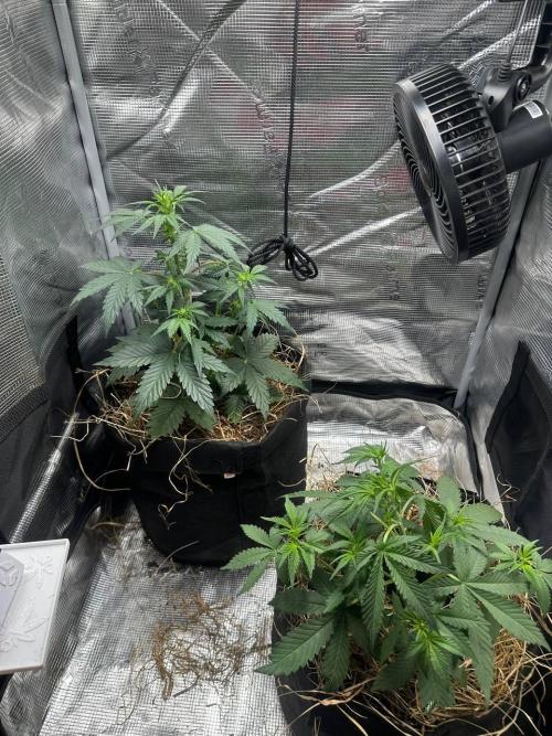 Northern Sun and Fast Buds. Week 4 - 21.7 The top one is Northern Sun, and the bottom one is Fast Buds.