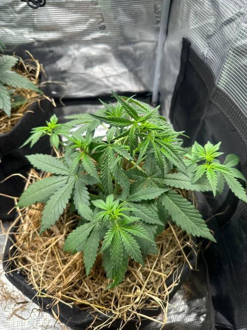 Northern Sun and Fast Buds. Week 4 - 21.7 Fast Buds 