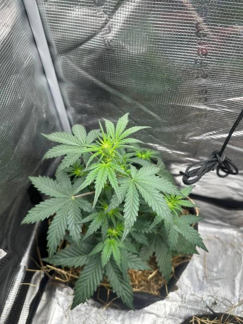 Northern Sun and Fast Buds. Week 4 - 21.7 Northern Sun