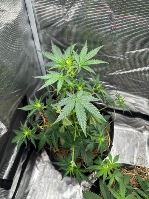 Northern Sun and Fast Buds. Week 4 - 22.7 Northern Sun