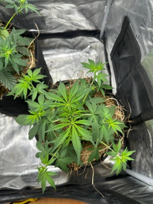 Northern Sun and Fast Buds. Week 4 - 22.7 Fust Buds