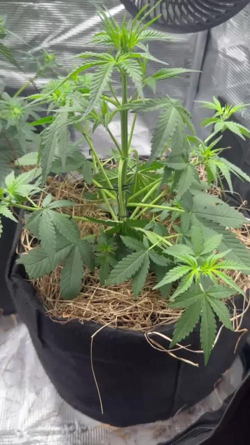 Northern Sun and Fast Buds