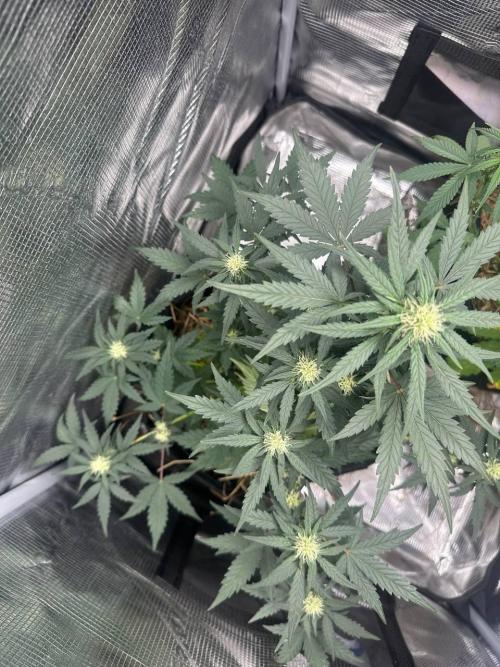 Northern Sun and Fast Buds. Week 5 - Northern Sun Soure Rot Candy 31.01