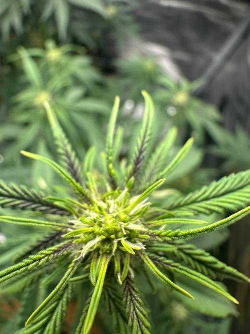 Northern Sun and Fast Buds. Week 5 - Fast Buds Frostbanger 
31-07