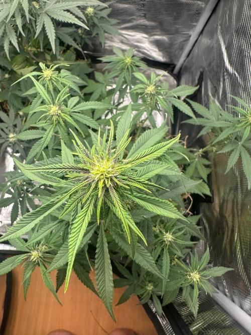 Northern Sun and Fast Buds. Week 5 - FB 31.07