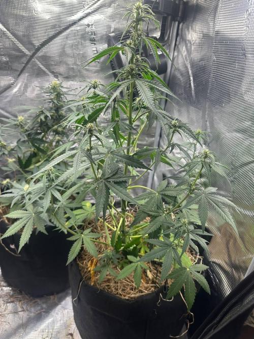 Northern Sun and Fast Buds. Week 5 - FB 31.07