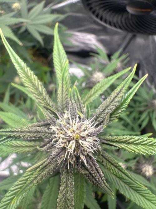 Northern Sun and Fast Buds. Week 6 - 08.08 Frostbanger