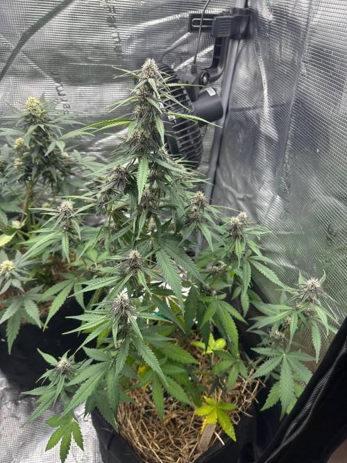 Northern Sun and Fast Buds. Week 6 - 08.08 Frostbanger 