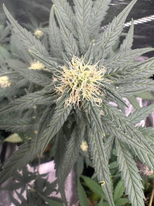 Northern Sun and Fast Buds. Week 6 - 08.08 Soure Rot Candy