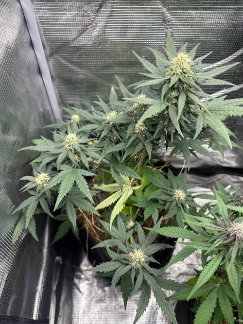 Northern Sun and Fast Buds. Week 6 - 08.08 Soure Rot Candy 