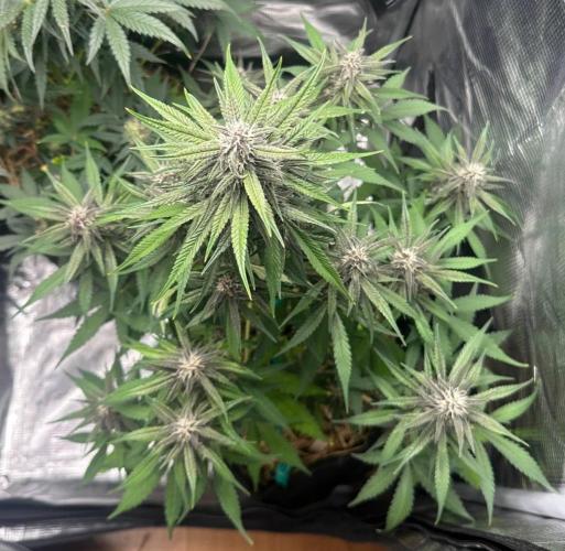 Fast Buds and Northern Sun. Week 7 - FB 15.08