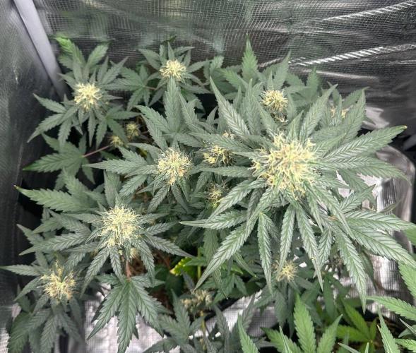 Fast Buds and Northern Sun. Week 7 - NS15.08