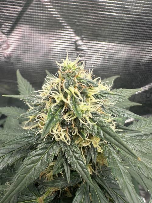 Fast Buds and Northern Sun. Week 7 - NS15/08