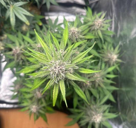 Fast Buds and Northern Sun. Week 8 - Frost Banger 23.08