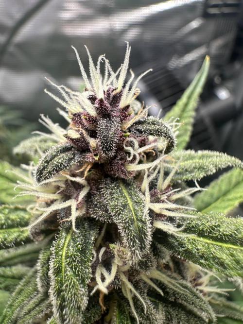 Fast Buds and Northern Sun. Week 8 - Frost Banger 23.08
