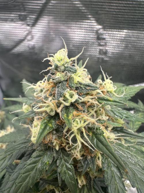 Fast Buds and Northern Sun. Week 8 - Soure Rot Candy 23.08