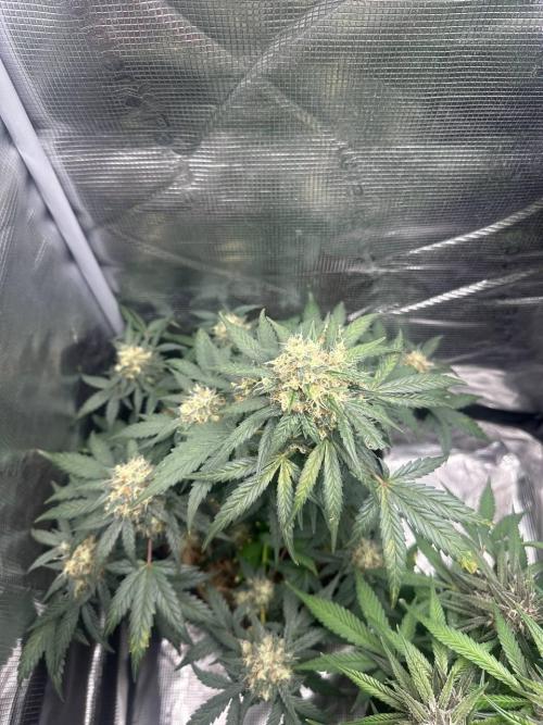 Fast Buds and Northern Sun. Week 8 - Soure Rot Candy 23.08