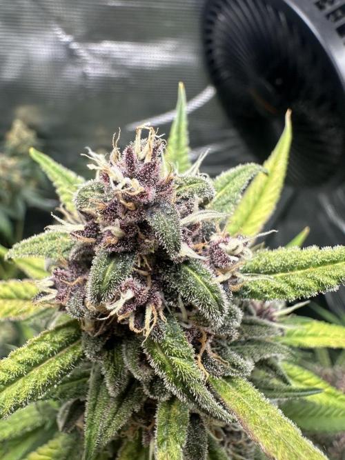 Fast Buds and Northern Sun. Week 9 - FB 30.07