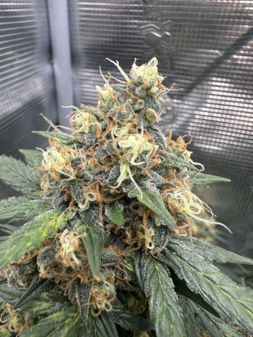 Fast Buds and Northern Sun. Week 9 - NS 30,7