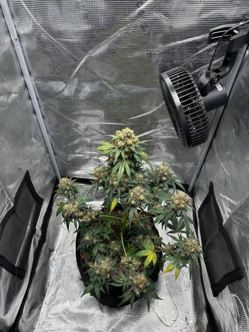 Fast Buds and Northern Sun. Week 10 - Soure Rot Candy 06.09