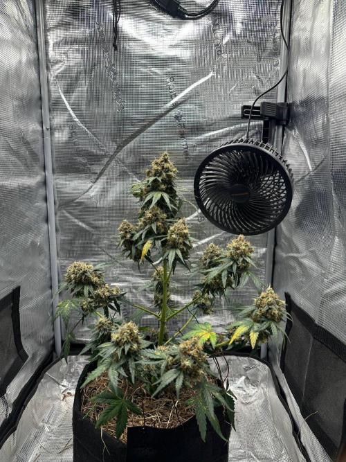 Fast Buds and Northern Sun. Week 10 - Soure Rot Candy 06.09