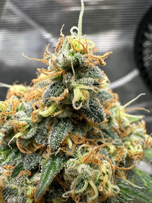 Fast Buds and Northern Sun. Week 10 - Soure Rot Candy 06.09