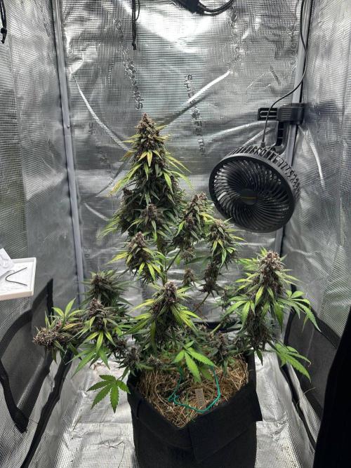 Fast Buds and Northern Sun. Week 10 - FrostBanger 06.09