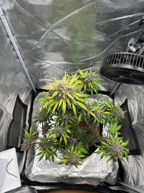 Fast Buds and Northern Sun. Week 10 - FrostBanger 06.09