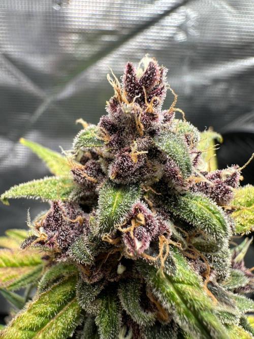 Fast Buds and Northern Sun. Week 10 - FrostBanger 06.09