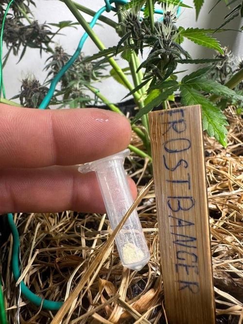 Fast Buds and Northern Sun. Week 10 - Опыление FrostBanger 01.09