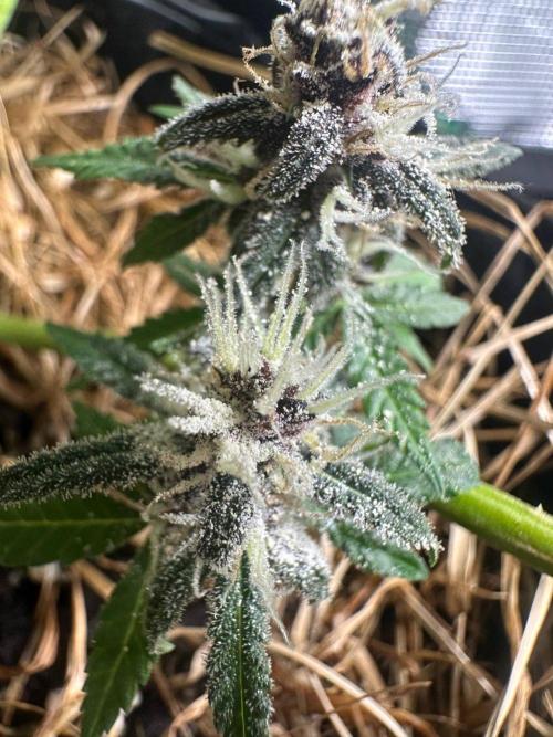 Fast Buds and Northern Sun. Week 10 - 01.09 опыленные цветки