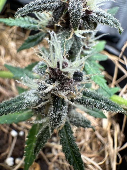 Fast Buds and Northern Sun. Week 10 - 06.09 опыленные цветки