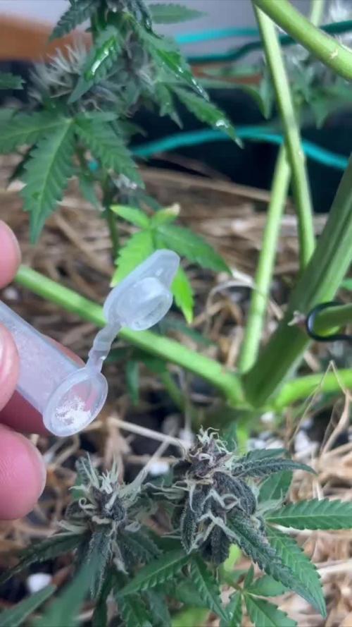 Fast Buds and Northern Sun